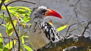 Bird red beak branch tree - a red beak free wallpaper