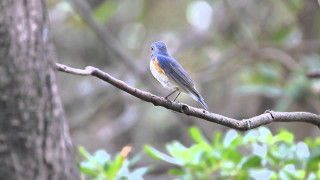 Blue bird branch tree leaves - a blue bird free wallpaper