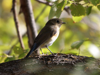 Small bird perched tree branch 11 - background of leaves free wallpaper