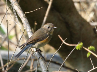 Bird perched branch tree no - private press free wallpaper