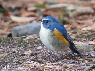 Blue bird standing ground twigs - a blue bird free wallpaper