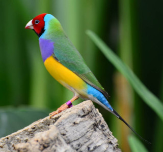 Colorful bird perched forest green - tall free wallpaper