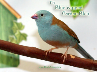 Blue capped corbon bird perched - a green leafy tree free wallpaper