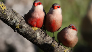 Three birds perched tree branch - three bird free wallpaper