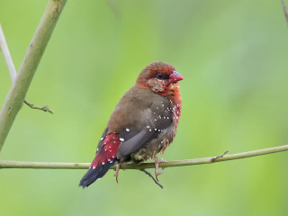 Bird branch red black sparrow - male free wallpaper