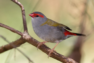 Small bird branch blurry background 2 - a blurry background of leaves free wallpaper