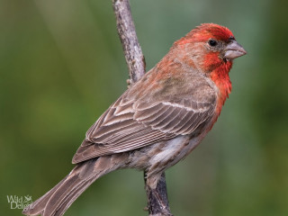 Red gray bird branch jigsaw - a branch of a tree free wallpaper