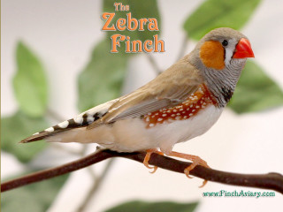 Zebra finch red beak branch - a red beak free wallpaper