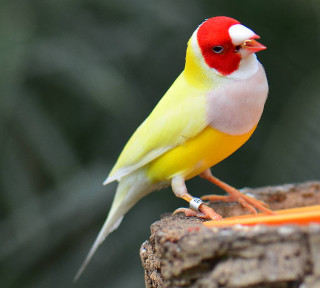 Yellow red bird tree stump - red free wallpaper