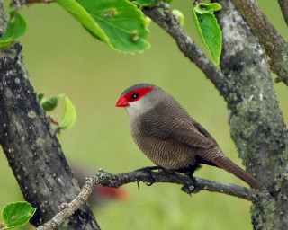 Bird red head on branch - a branch of a tree free wallpaper