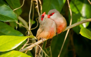 Two birds branch leaves red - a red beak free wallpaper