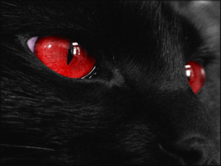 Black cat red eyes black - a black cat free wallpaper