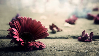 Red flower petals ground blurry - a red flower free wallpaper