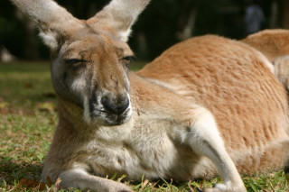Kangaroo resting person background looking - australian tonalism free wallpaper