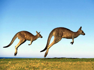 Kangaroos jumping blue sky grass - hopper free wallpaper