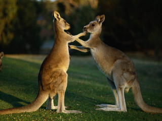 Kangaroos playing grass night time - free love wallpaper