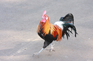 Rooster red black white orange - david young cameron free wallpaper