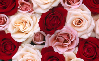 Red white roses arrangement pattern - wallpaper free wallpaper