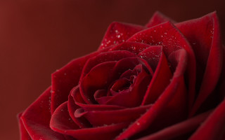 Red rose water droplets petals - anne dunn free wallpaper