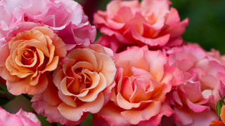 Pink orange flowers green leaves - rose free wallpaper