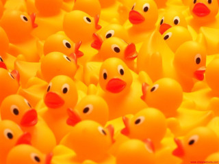 Rubber ducks in a pool - ducky free wallpaper