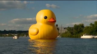 Rubber duck lake ecological art - the shore of a lake free wallpaper