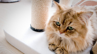Cat laying white surface toys - eye free wallpaper