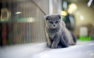 Small gray kitten window sill - grey background free wallpaper