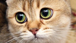 Cat green eyes sad face - eye free wallpaper