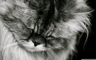 Longhair cat lookingdown closedeyes tiltedhead - long hair free wallpaper for desktop