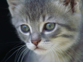Kitten green eyes black background - a black background and a blurry background behind free wallpaper
