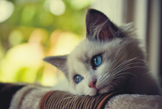 White cat blue eyes couch 3 - a white cat free wallpaper