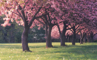 Field trees grass flowers pink - de hirsh margule free wallpaper