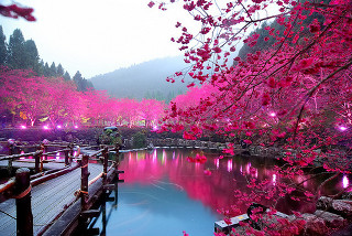 Wooden bridge pond pink flowers - a wooden walkway free wallpaper