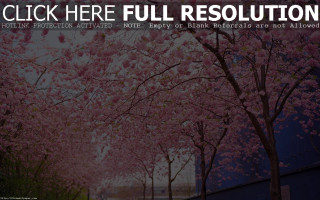 Tree cherry blossoms wisteria blood - here full resolution free wallpaper
