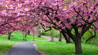 Tree lined pink flowers path - a grassy area free wallpaper