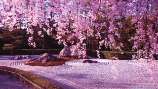 Garden rock tree pink flowers - a pointillism painting free wallpaper