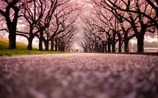 Road trees bench middle scenery - both side of it free wallpaper