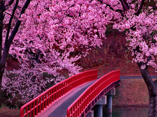 Red bridge river railing bench - pink flower free wallpaper