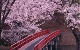 Red bridge river railing bench 2 - white flower free wallpaper