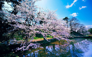 Tree pink flowers water blue - an impressionist painting free wallpaper