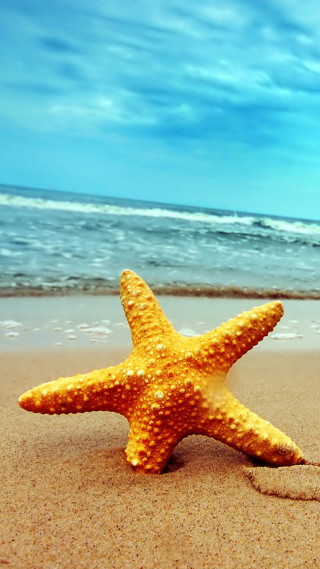 Starfish beach ocean blue sky 3 - the ocean in the background free wallpaper