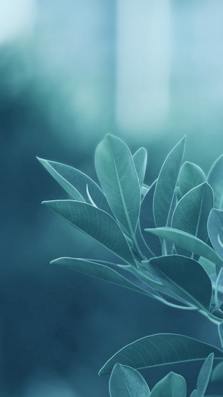 Close up plant leaves stems - a close up of a plant free wallpaper