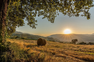 Field hay bail sunset trees - david boyd free wallpaper