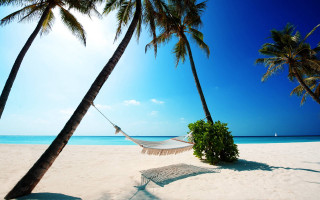 Hammock palm trees beach blue 4 - two palm tree free wallpaper