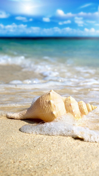 Shell beach blue sky wave - beach free wallpaper
