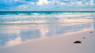 Beach plants cloudy sky ocean - the sand free wallpaper