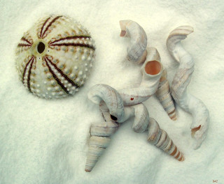 Sea shells blanket sea urchin - alison kinnaird free wallpaper