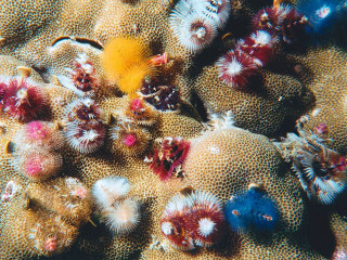 Sea urchins coral reef yellow - the middle of the picture free wallpaper