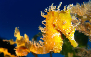 Yellow flower water droplets bokeh - a yellow flower free wallpaper